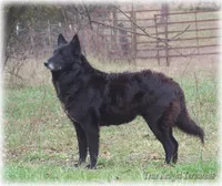 2027 Black Girl T, a  Belgian Shepherd Dog for sale in Springfield, MO – 6 of 9