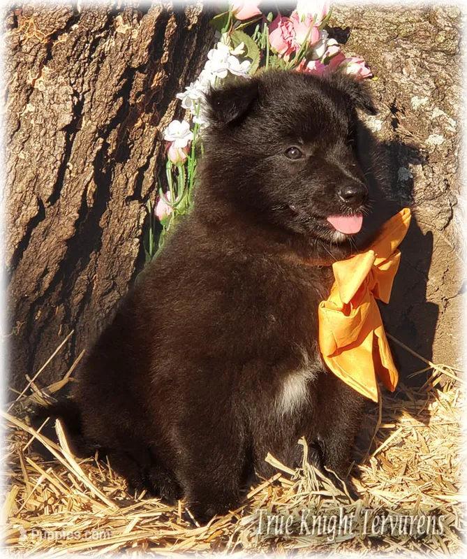 Rebel Orange Boy S – Belgian Shepherd Dog puppy for sale in Springfield, MO
