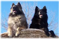 2027 Black Girl S, a  Belgian Sheepdog for sale in Springfield, MO – 8 of 9