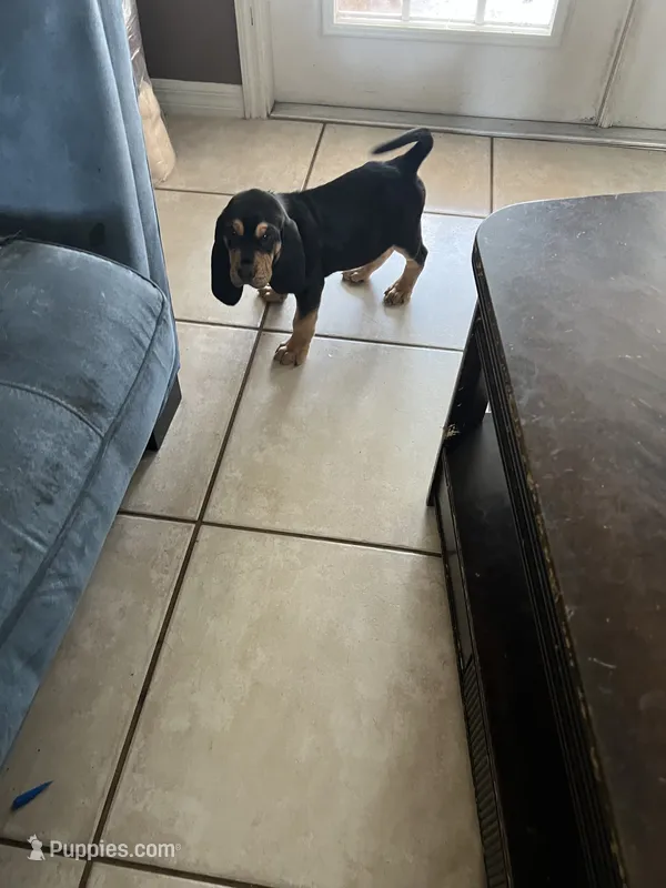 Bloodhound – Bloodhound puppy for sale in Kissimmee, FL