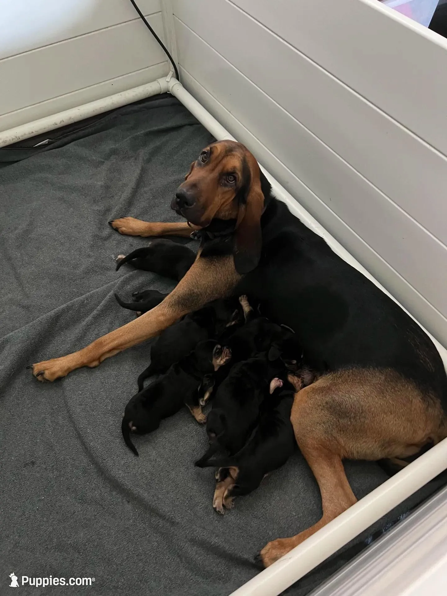 Bloodhound, a male Bloodhound for sale in Kissimmee, FL – 3 of 3