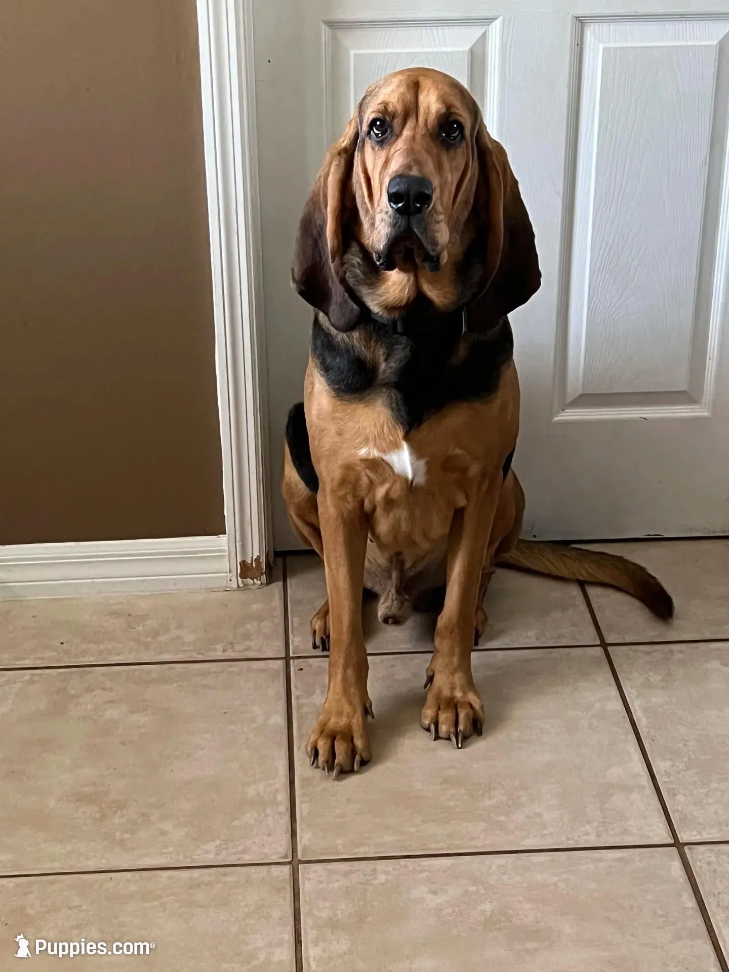 Bloodhound, a male Bloodhound for sale in Kissimmee, FL – 2 of 3