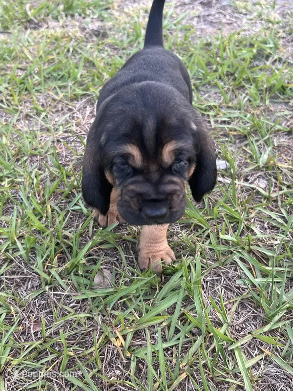 Bloodhound – Bloodhound puppy for sale in Kissimmee, FL