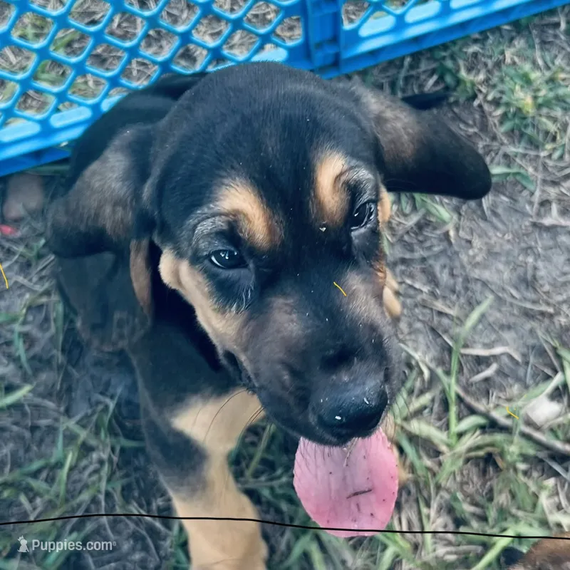 Bloodhound – Bloodhound puppy for sale in Kissimmee, FL