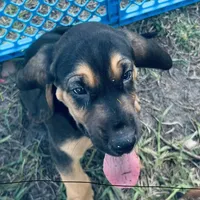 Bloodhound, a female Bloodhound for sale in Kissimmee, FL – 1 of 1