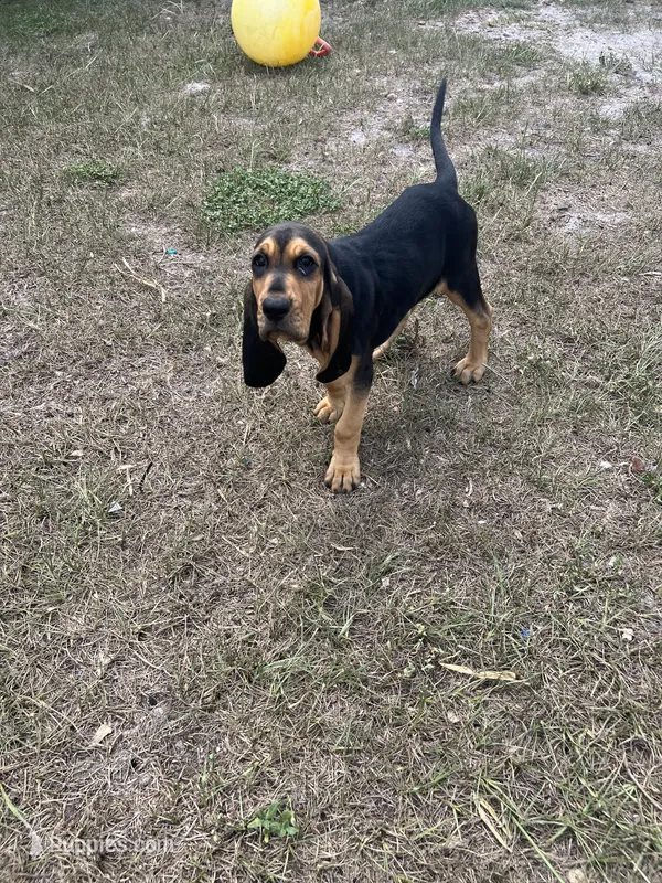 Bloodhound – Bloodhound puppy for sale in Kissimmee, FL