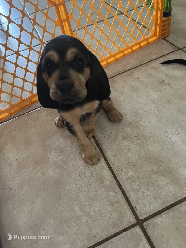 Bloodhound – Bloodhound puppy for sale in Kissimmee, FL