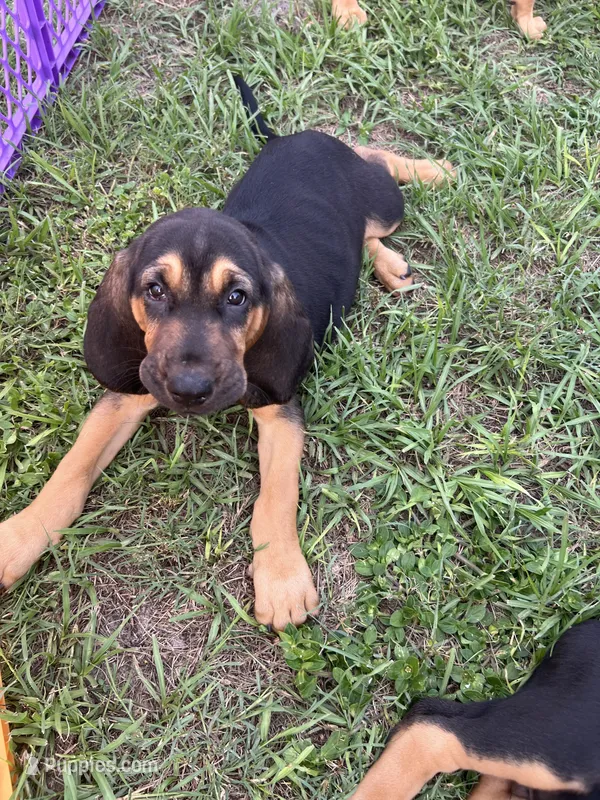 Bloodhound – Bloodhound puppy for sale in Kissimmee, FL