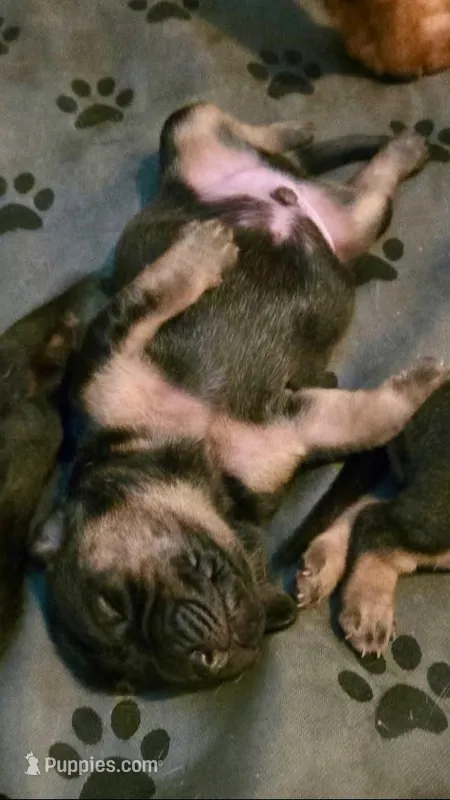 Bloodhound – Bloodhound puppy for sale in Kissimmee, FL