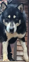 Christmas litter, a  Alaskan Malamute for sale in Statesville, NC – Photo 3 of 9