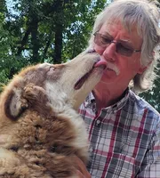 Christmas litter, a  Alaskan Malamute for sale in Statesville, NC – Photo 8 of 9