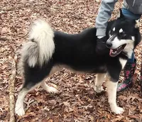 Christmas litter, a  Alaskan Malamute for sale in Statesville, NC – Photo 5 of 9