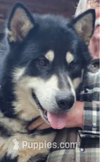Christmas litter, a  Alaskan Malamute for sale in Statesville, NC – Photo 2 of 9