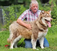 Christmas litter, a  Alaskan Malamute for sale in Statesville, NC – Photo 1 of 9