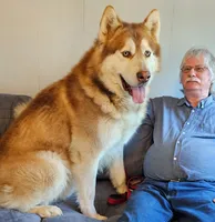 A Boy and Girls available, a female Alaskan Malamute for sale in Statesville, NC – Photo 2 of 10