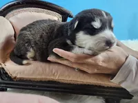 A Boy and Girls available, a female Alaskan Malamute for sale in Statesville, NC – Photo 10 of 10