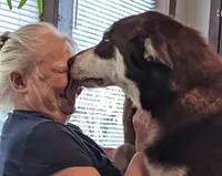 A Boy and Girls available, a female Alaskan Malamute for sale in Statesville, NC – Photo 6 of 10