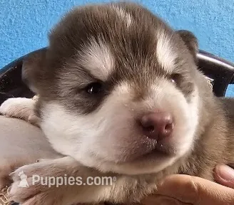 A Boy and Girls available