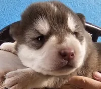 A Boy and Girls available, a female Alaskan Malamute for sale in Statesville, NC – Photo 1 of 10