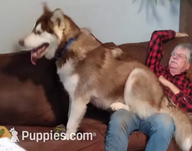 A Boy and Girls available, a female Alaskan Malamute for sale in Statesville, NC – Photo 3 of 10