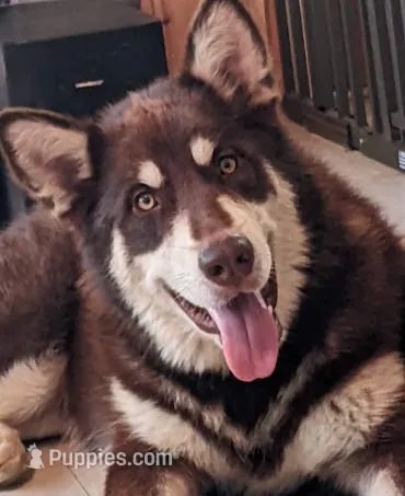 A Boy and Girls available, a female Alaskan Malamute for sale in Statesville, NC – Photo 7 of 10