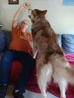 A Boy and Girls available, a female Alaskan Malamute for sale in Statesville, NC – Photo 4 of 10