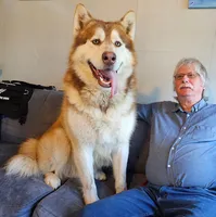 A Boy and Girls available, a female Alaskan Malamute for sale in Statesville, NC – Photo 5 of 10