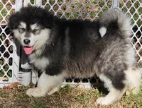 Luc, a male Alaskan Malamute for sale in Statesville, NC – Photo 1 of 2