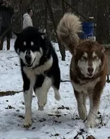 Luc, a male Alaskan Malamute for sale in Statesville, NC – Photo 2 of 2