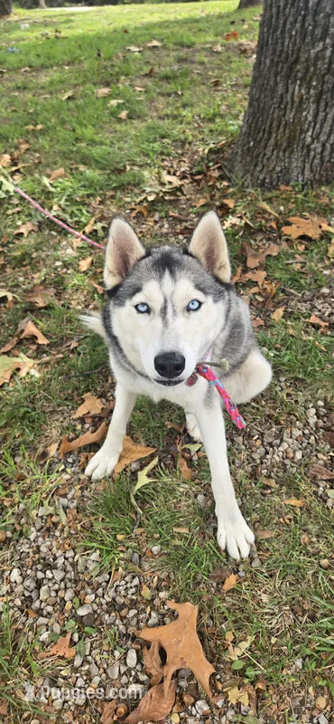 Keyda – Siberian Husky puppy for sale in Springfield, MO