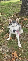 Keyda, a female Siberian Husky for sale in Springfield, MO – 1 of 3