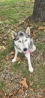 Keyda, a female Siberian Husky for sale in Springfield, MO – 2 of 3