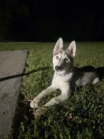 Keyda, a female Siberian Husky for sale in Springfield, MO – 3 of 3