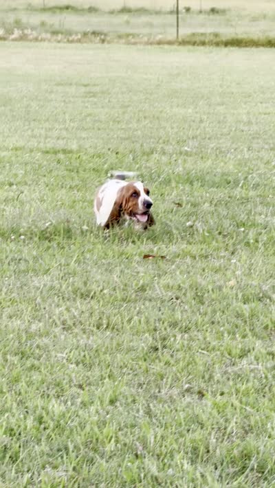 Jethro, a male Basset Hound for sale in Pauls Valley, OK – 2 of 2