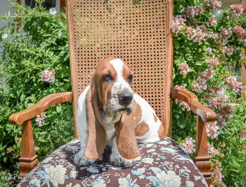 Jethro – Basset Hound puppy for sale in Pauls Valley, OK