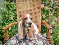 Jethro, a male Basset Hound for sale in Pauls Valley, OK – 1 of 2