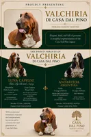 Elle May, a male Basset Hound for sale in Pauls Valley, OK – 4 of 5