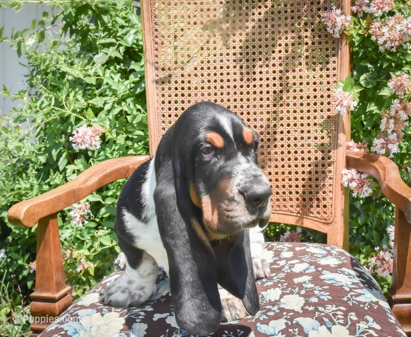 Jed – Basset Hound puppy for sale in Pauls Valley, OK