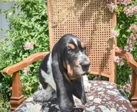 Jed, a male Basset Hound for sale in Pauls Valley, OK – 1 of 2