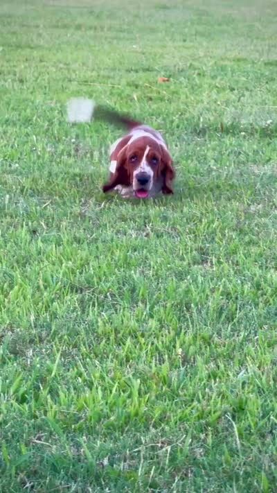 Elle May, a male Basset Hound for sale in Pauls Valley, OK – 5 of 5