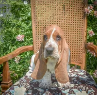Elle May, a male Basset Hound for sale in Pauls Valley, OK – 1 of 5