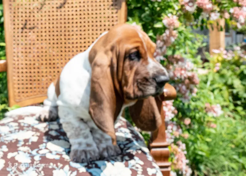 Buster – Basset Hound puppy for sale in Pauls Valley, OK