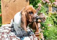 Buster, a male Basset Hound for sale in Pauls Valley, OK – 1 of 2
