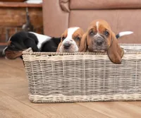 Elle May, a male Basset Hound for sale in Pauls Valley, OK – 2 of 5