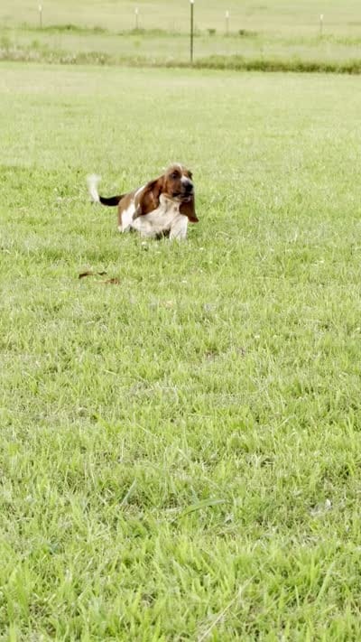 Jed, a male Basset Hound for sale in Pauls Valley, OK – 2 of 2