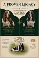 Elle May, a male Basset Hound for sale in Pauls Valley, OK – 3 of 5
