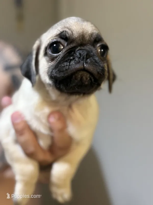 Buddy – Pug puppy for sale in Alameda, CA