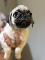 Buddy, a male Pug for sale in Alameda, CA – Photo 1 of 2