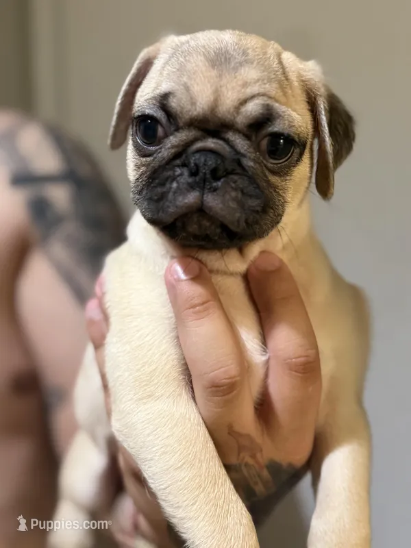Louie – Pug puppy for sale in Alameda, CA