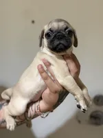 Louie, a male Pug for sale in Alameda, CA – Photo 2 of 2